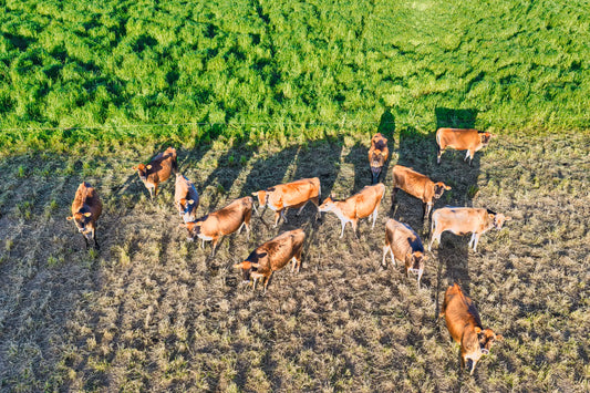 Countryside Cows, Jersey
